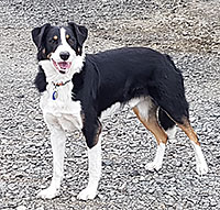 Rusty the velvetlead detector dog