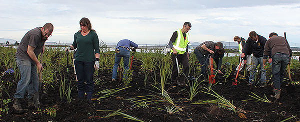 Estuary project - Rptary and ICC